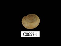 藏品(扁蝸牛)的圖片